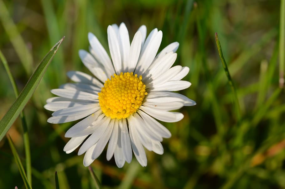 gänseblümchen, flower, spring, flowering plant, vulnerability HD wallpaper