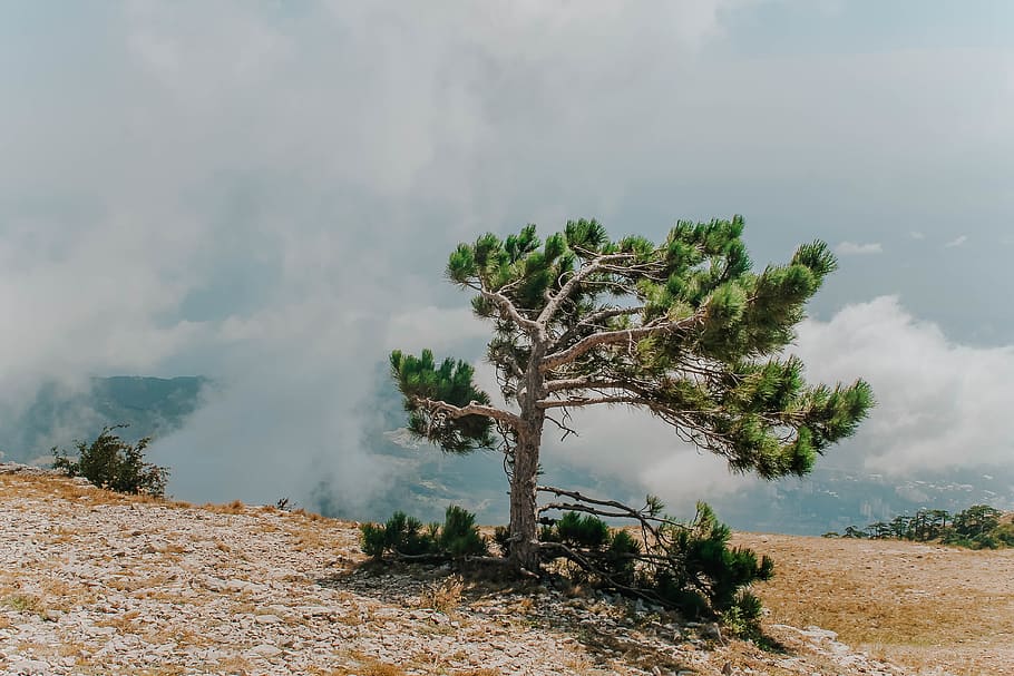 green pine tree in mountain top, plant, tree trunk, fir, abies HD wallpaper