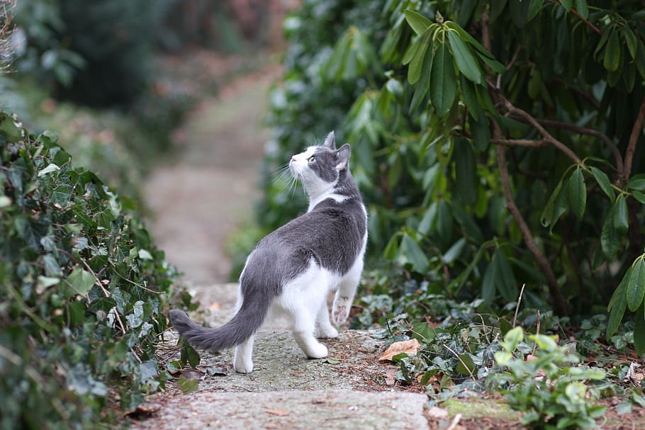 cat, float, nature, psychiatric, domestic cat, animal, attention HD wallpaper