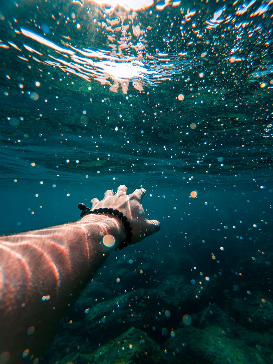 man swimming underwater, sea, animal themes, one animal, animal wildlife HD wallpaper