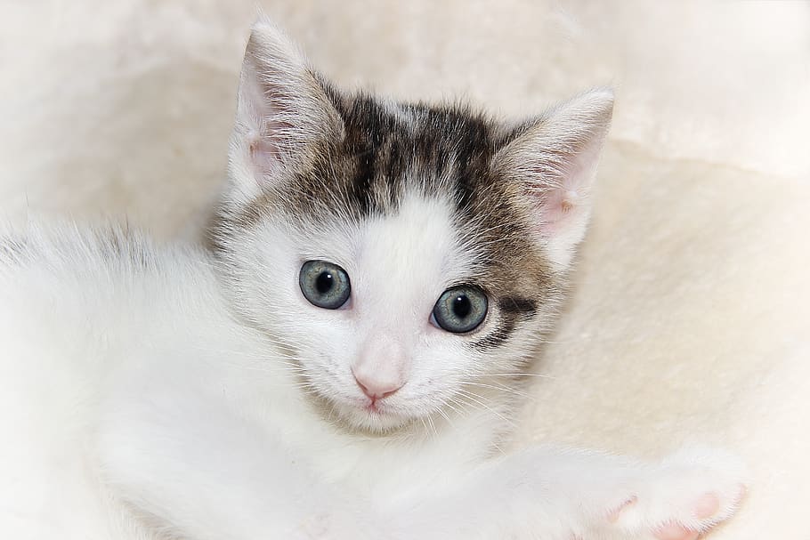 cat, small, young, cute, pet, charming, animal, face, portrait HD wallpaper