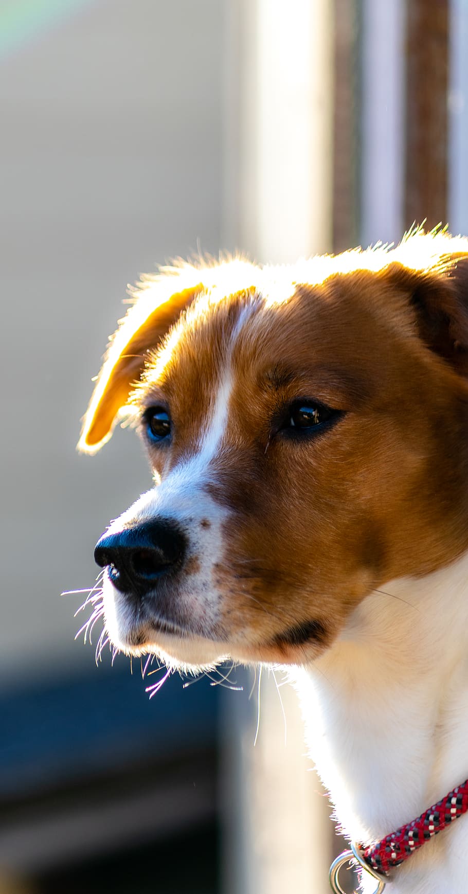 white and brown dog, mammal, pet, canine, animal, hound, golden retriever HD wallpaper