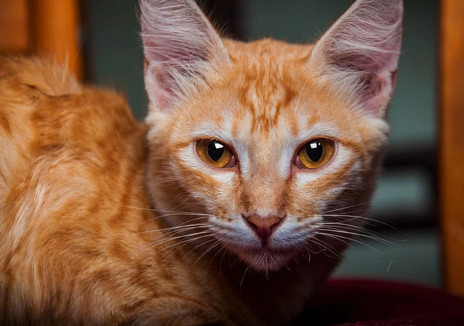 cat, kitty, fluffy, beautiful, eyes, gorgeous, pets, animal HD wallpaper