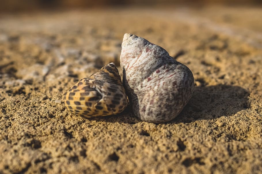 shells, nature, beach, wildlife, animal wildlife, selective focus, HD wallpaper