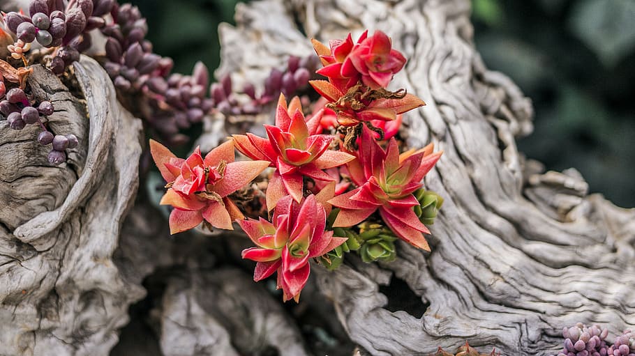 pink succulent plants, blossom, flower, flower arrangement, flower bouquet HD wallpaper