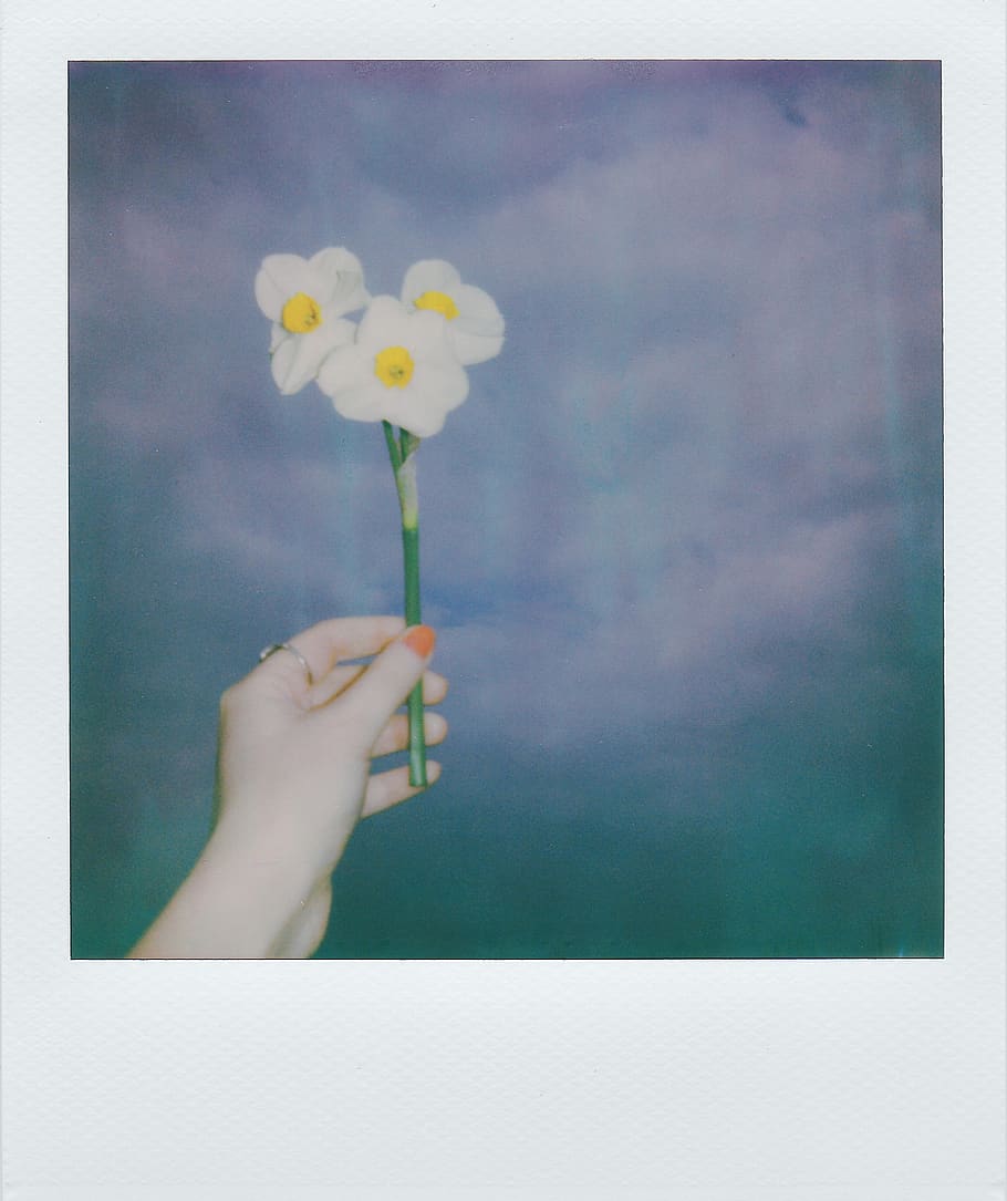 Person's Left Hand Holding Three White-petaled Flowers, bloom HD wallpaper