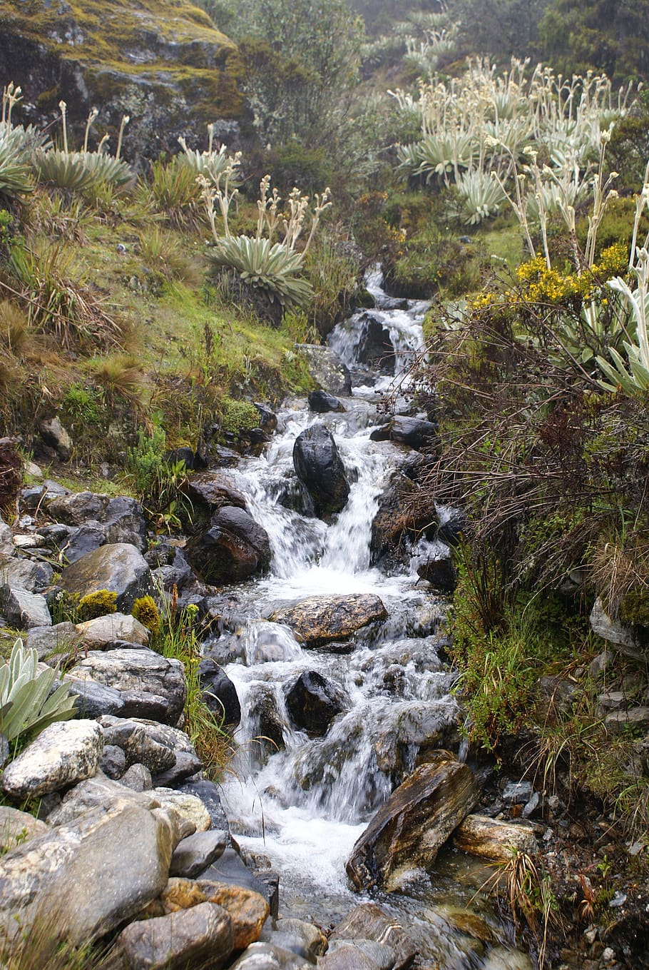 River During Daytime, flow, rocks, stones, stream, water, plant HD wallpaper