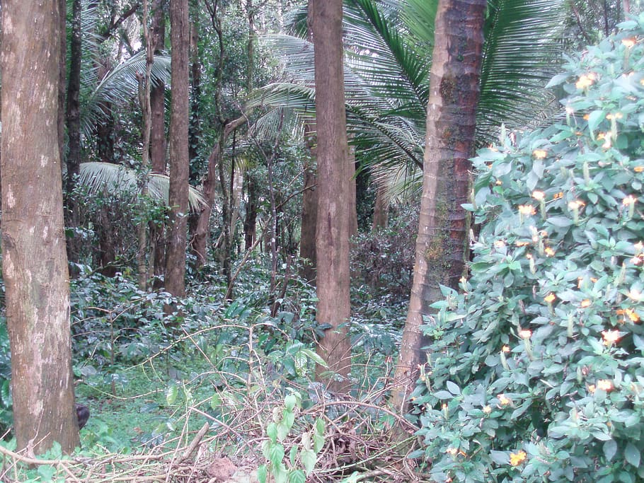 india, chickmagaluru, plant, tree, growth, forest, land, tree trunk HD wallpaper