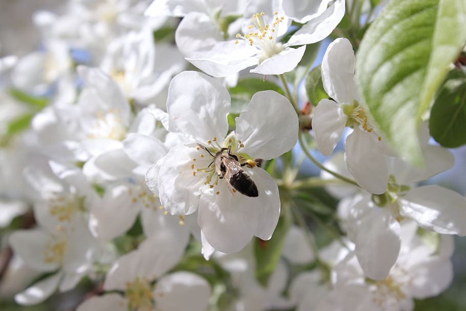 bee, white, tree, blossom, bloom, spring, summer, sun, green HD wallpaper