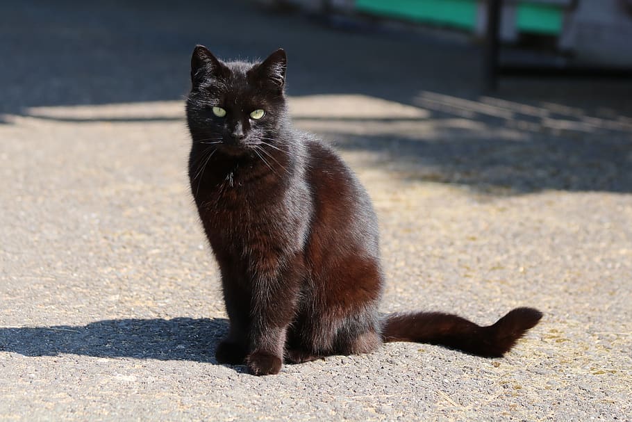 black cat, shadow, animal, view, mammal, domestic, animal themes HD wallpaper