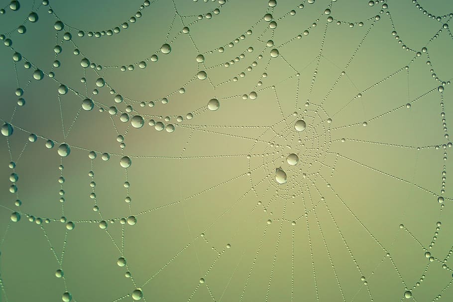 cobweb, drip, water, mirroring, green, dew, nature, dewdrop HD wallpaper