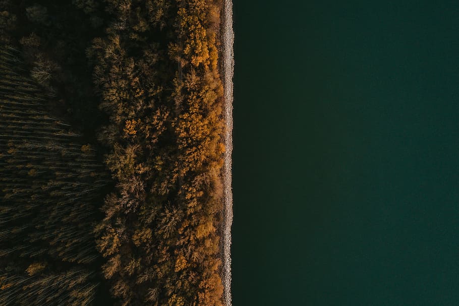 top view of green calm water, drone view, tree, forest, dense forest, HD wallpaper