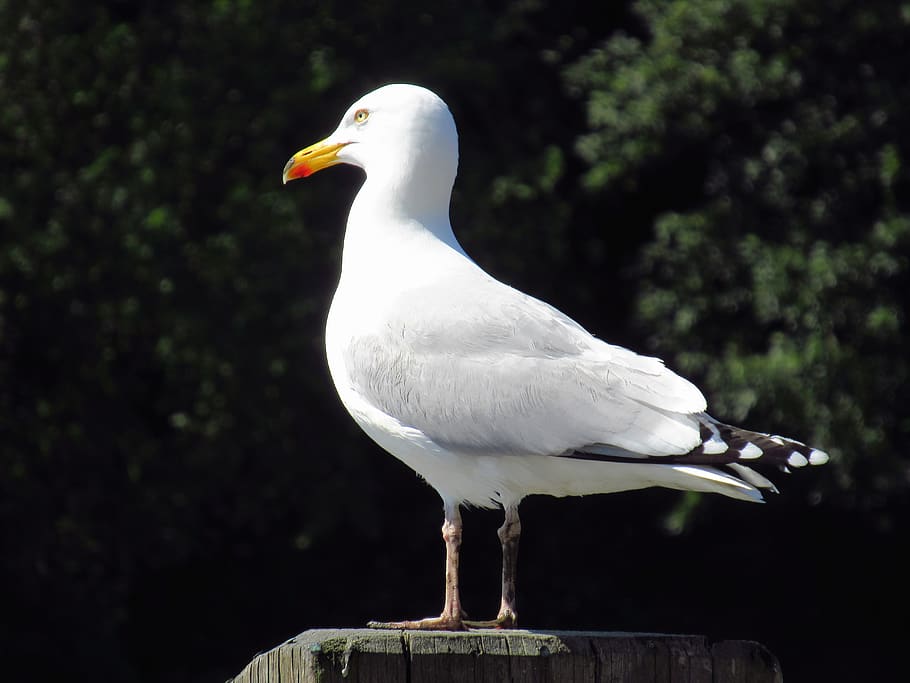 seagull, bird, ocean, nature, seabird, wildlife, natural, animal themes HD wallpaper
