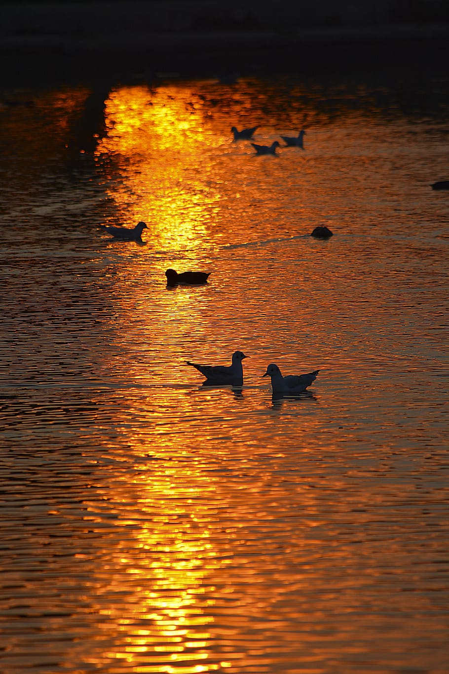 seagull, pair, couple, romantic, romance, lake, pond, sunset HD wallpaper