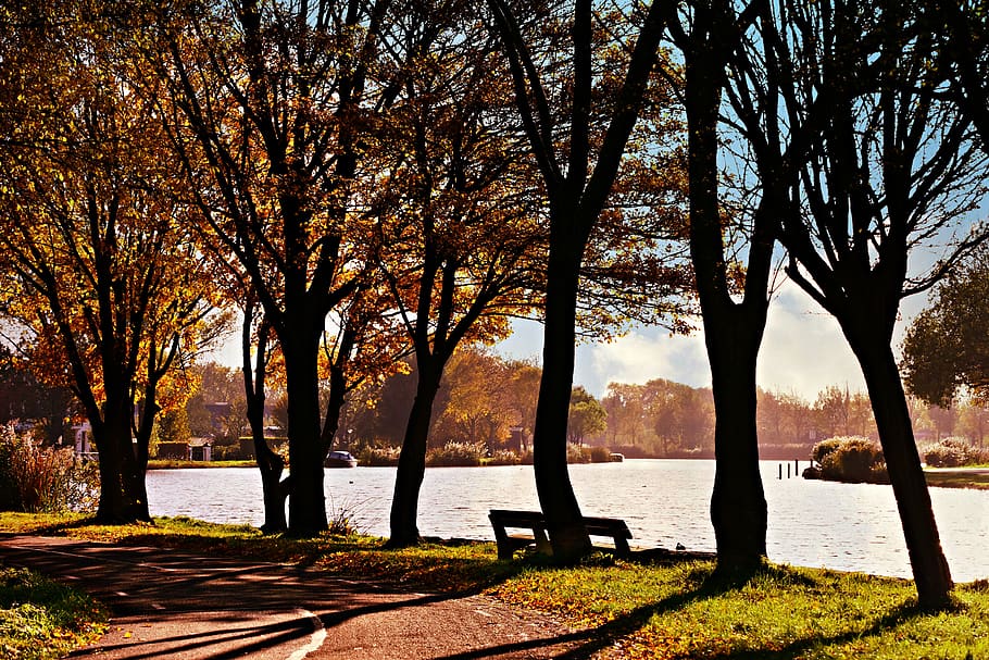 water, river bank, tree, bench, resting place, peaceful, serene HD wallpaper