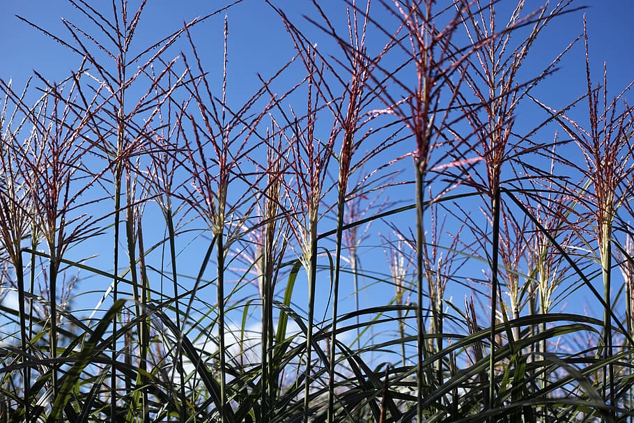 grass, sky, blue, nature, wallpaper, background, green, plant HD wallpaper