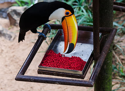 toco toucan perching on metal pipe, bird, animal, paraná, brazil HD wallpaper