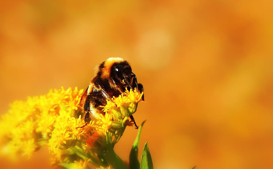 yellow bee on flower, insect, invertebrate, animal, honey bee HD wallpaper