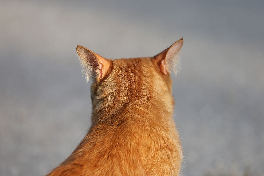 cat, animal, back, pet, domestic, kitten, brown, cute, nature, HD wallpaper