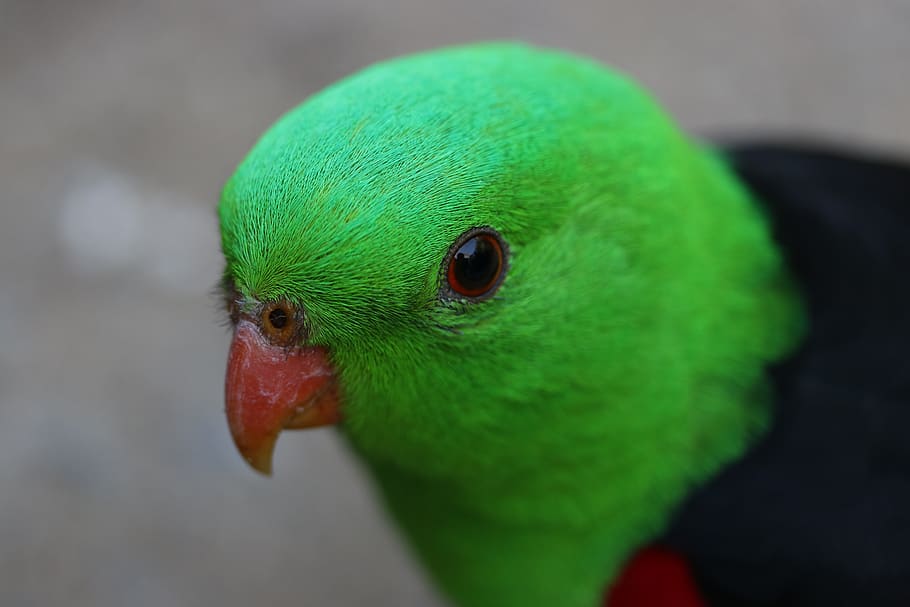 bird, closeup, macro, green, feather, eye, wildlife, one animal HD wallpaper