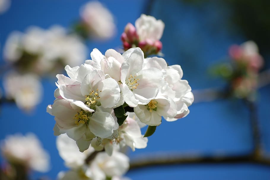 apple blossom, spring, apple tree, branch, close up, white HD wallpaper
