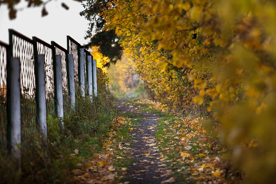 russia, forest, autumn, fall, trees, trail, plant, nature, footpath HD wallpaper