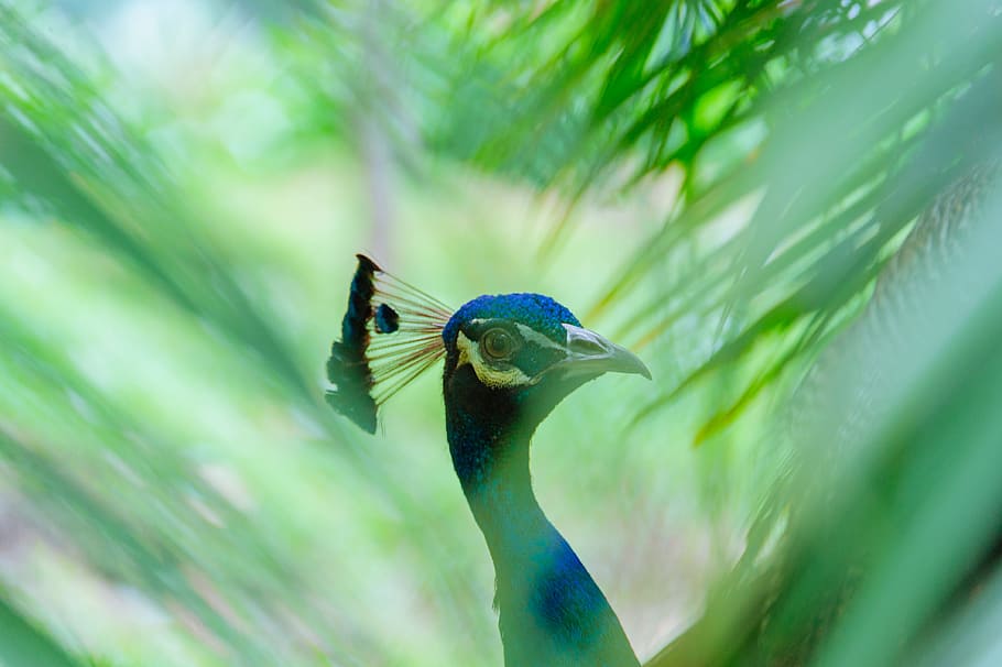 Close-up Photography of Blue Peacock, animal, bird, bright, color HD wallpaper