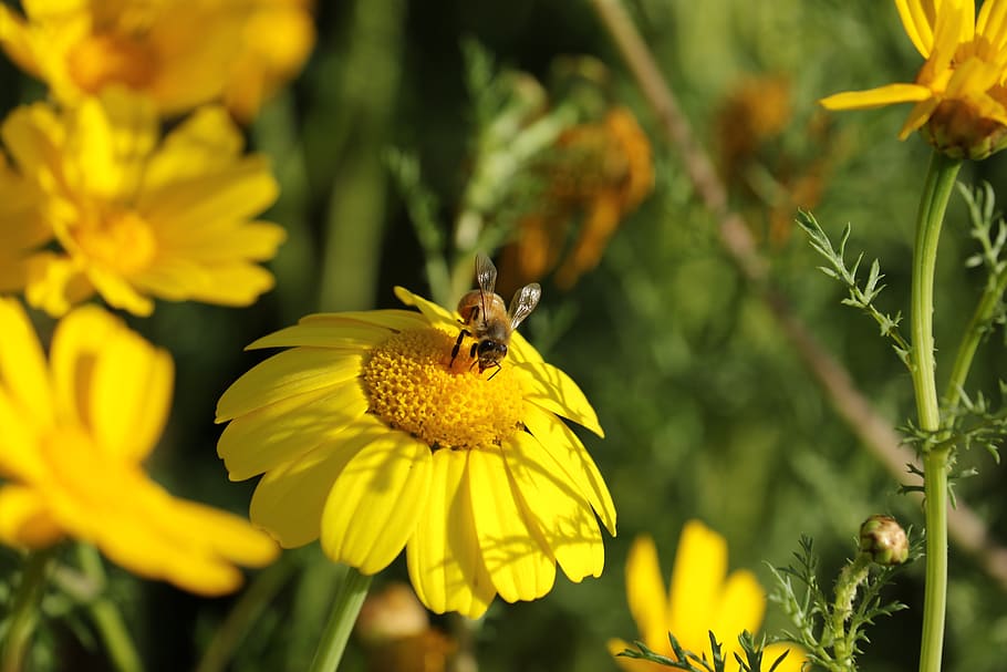 flower, yellow, insect, bee, field, sunny, flowering plant HD wallpaper