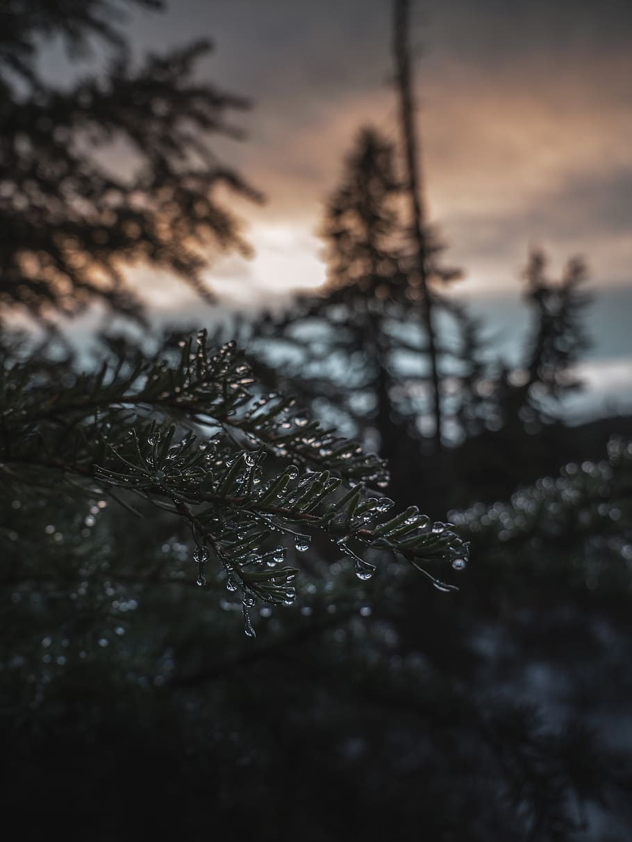 green-leafed trees during daytime, plant, cold temperature, winter HD wallpaper