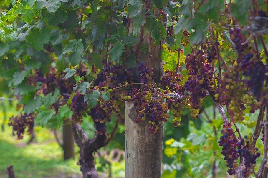 grape fruit tree, growth, plant, food and drink, vineyard, nature HD wallpaper