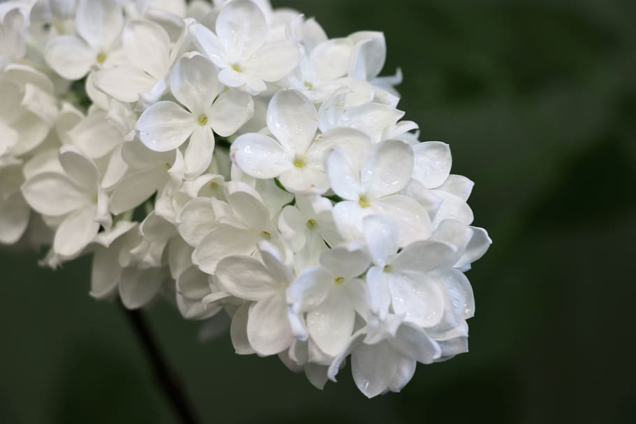lilac, white, spring, summer, flower, flowers, garden, bloom HD wallpaper