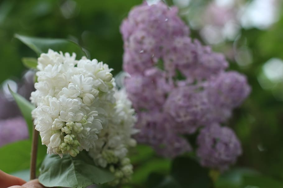 germany, thuringia, tree, garden, lilac, spring, summer, gardening HD wallpaper