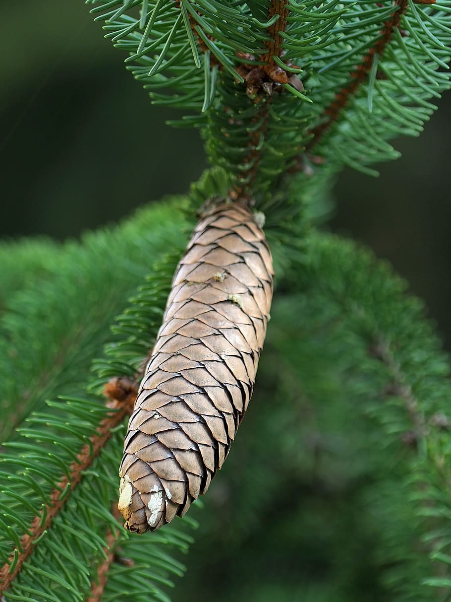pine cone, tree, coniferous, evergreen, animal themes, one animal HD wallpaper