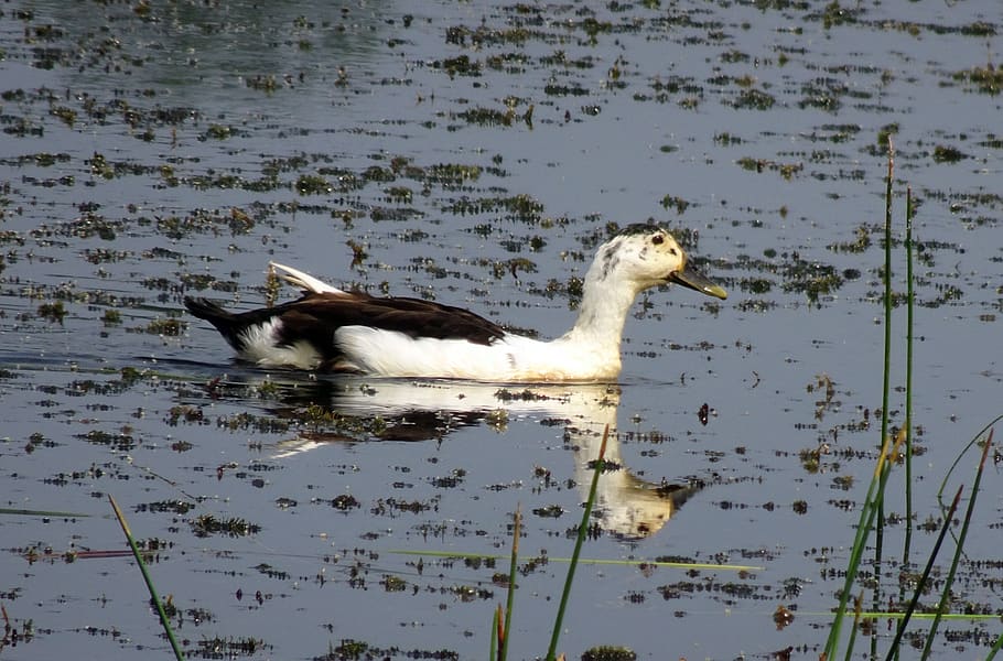 duck, bird, knob-billed duck, female, sarkidiornis melanotos, HD wallpaper