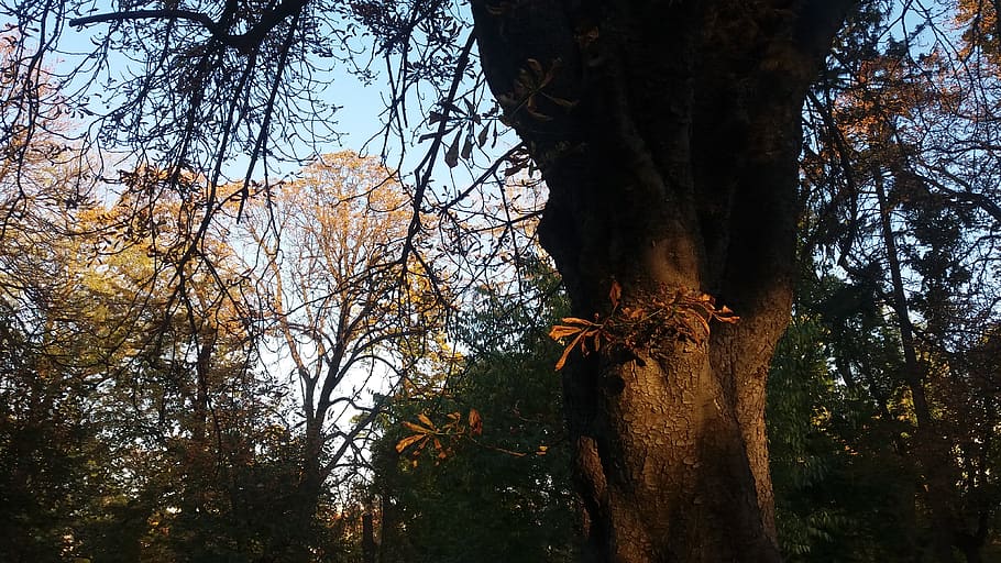 serbia, belgrade, tree, plant, tree trunk, growth, nature, forest HD wallpaper