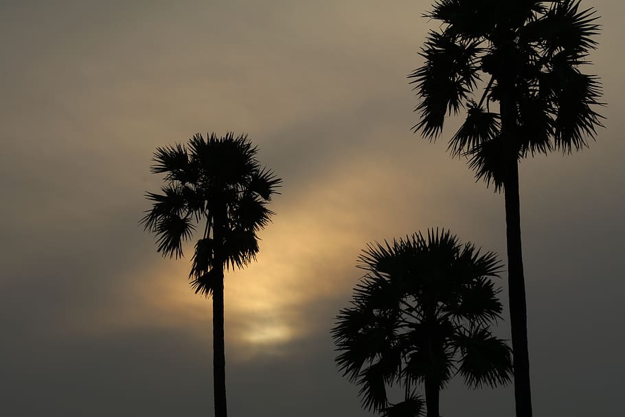 sunrise, tree, landscape, nature, clouds, sunlight, palm tree HD wallpaper