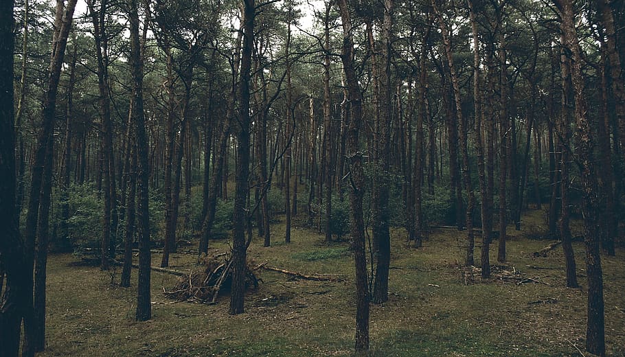 trees, woods, nature, plant, forest, land, tree trunk, growth HD wallpaper