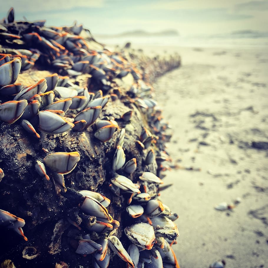 beach, goose barnacles, sandy beach, hazy, nature, coastal HD wallpaper