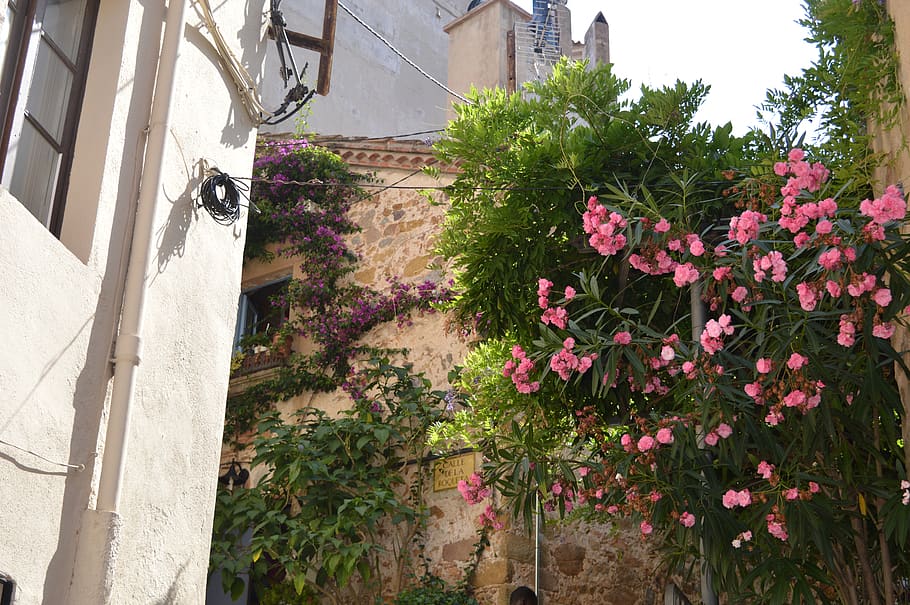 spain, tossa de mar, plants, pink, old houses, village, flowering plant, HD wallpaper