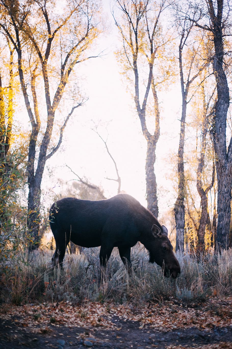 black water buffalo surrounded by withered trees, ground, moose HD wallpaper
