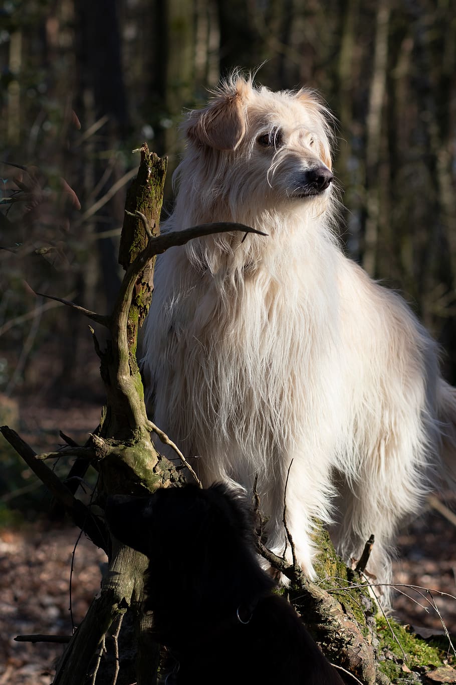 dog, nature, spring, summer, animals landscape, one animal HD wallpaper