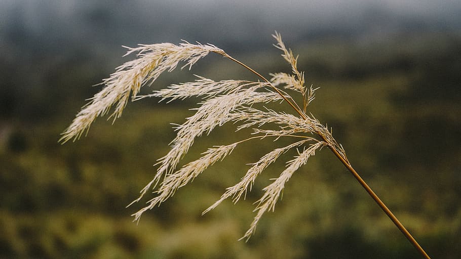 wind, motion, plant, wheat, grass, brown, focus on foreground HD wallpaper