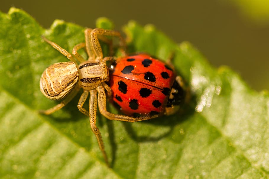 spider, ladybug, macro, insect, animal themes, animal wildlife HD wallpaper
