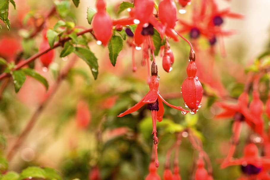 garden, flowers, reflections, fuschia, red, plant, growth, beauty in nature, HD wallpaper