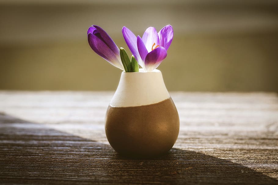 crocus, pink, nature, spring, spring flower, early bloomer HD wallpaper