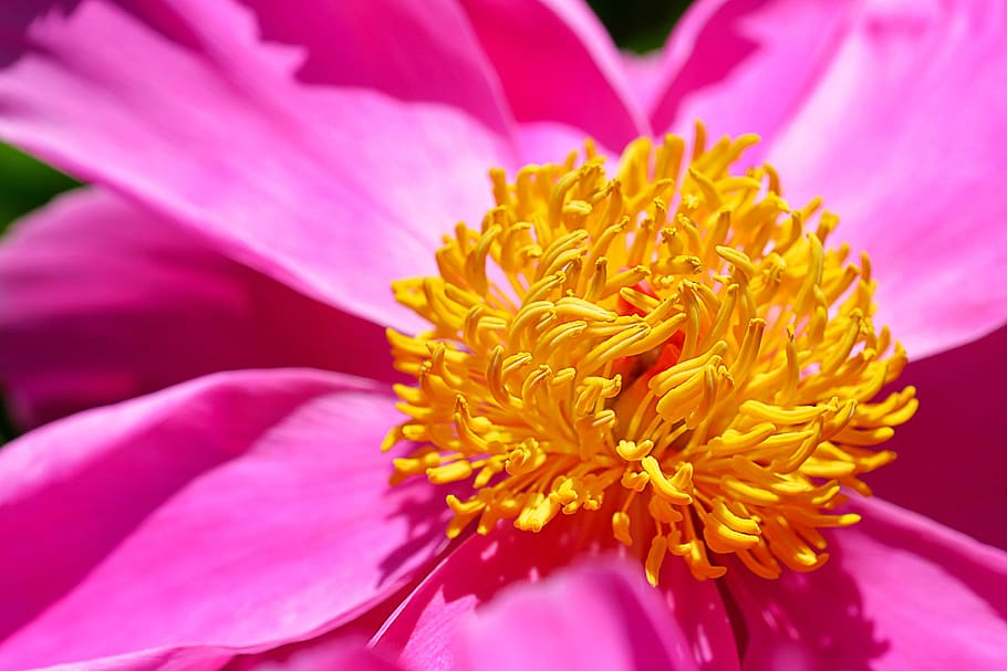 macro, flower, petals, heart, nature, blossom, garden, bloom HD wallpaper