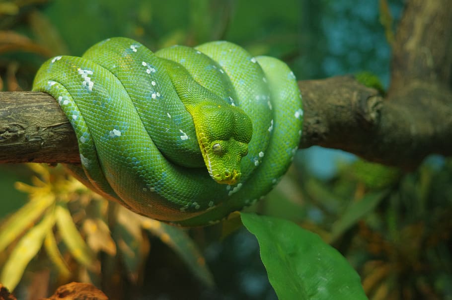 nature, leaf, tree, flora, outdoors, color, closeup, reptile HD wallpaper