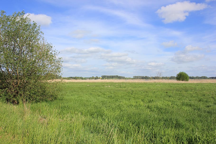 summer, nature, landscape, rest, idyll, relaxation, field, reported HD wallpaper