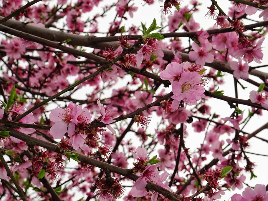Cherry Blossoms, bloom, blooming, branches, bright, close-up HD wallpaper