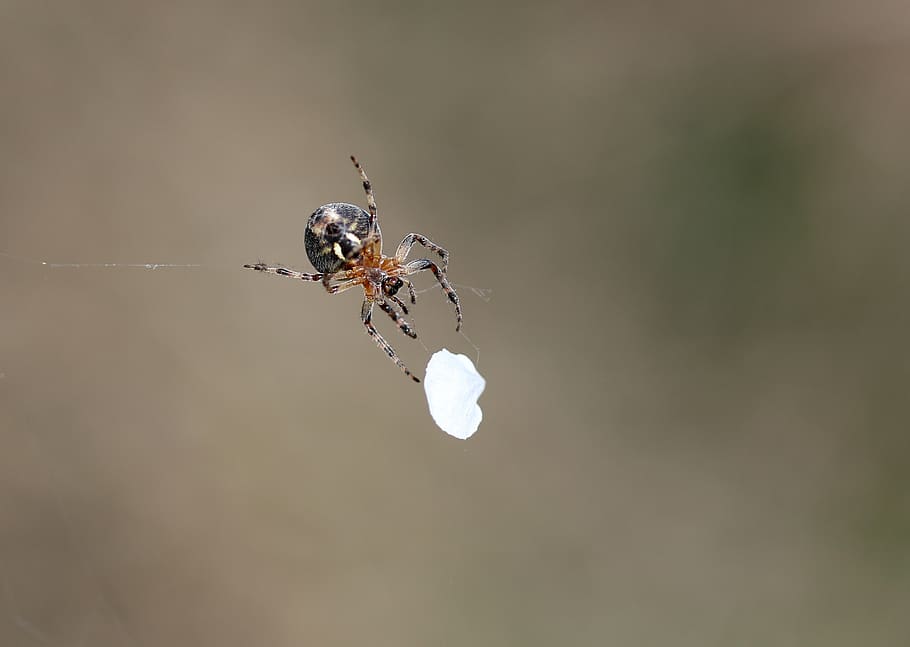 spider, petal, white, spider web, hooked, invertebrate, insect HD wallpaper